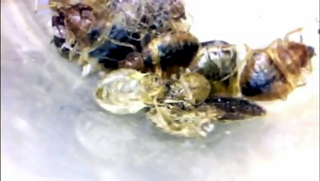 How do you know if a bite is a bed bug