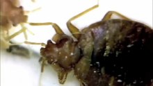 What to do if you slept in a bed with bed bugs