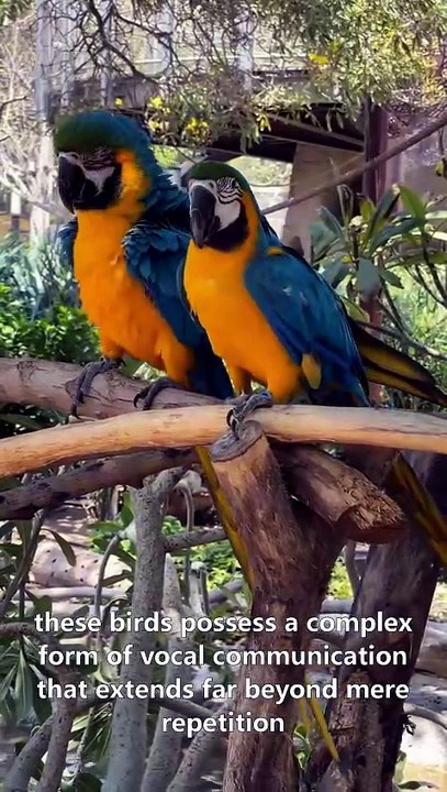 Parrots: as smart as they are colorful. 🦜🧠 #Parrot #WildlifeVideo #Nature #BirdLovers #AnimalFacts