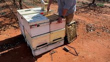 Impacts felt from almonds to pastures: treatment-resistant varroa wiping out thousands of hives