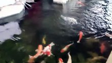 Kanindot sa ilang pool daghang fish