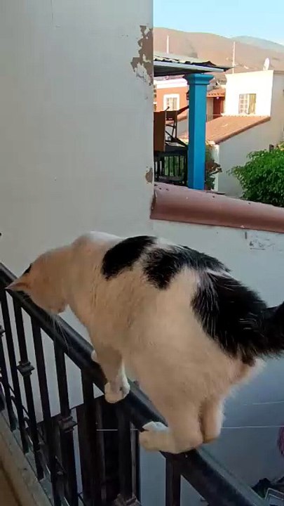 😺🐈_⬛🐶 Pernanca, Bombay y Panchito 🌇✨ Verano fresco en Tijuana con El Show 🎉🍹