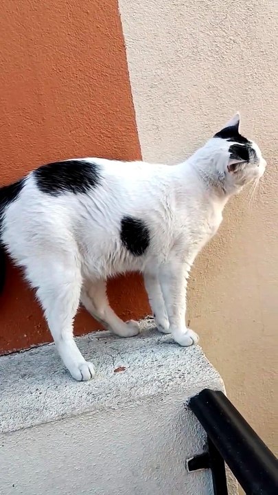 🐱🐈_⬛🐶 Verano en Tijuana con Pernanca, Bombay y Panchito 🌇🎉 Frescura y alegría en El Show ✨🍹