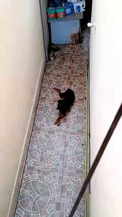 🌇🐾 Tarde de verano con Pernanca, Bombay y Panchito 😺🐶✨ Frescura y alegría en Tijuana 🎉🍹