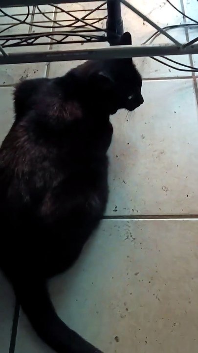 🐱🐈_⬛🐶 Tarde veraniega con Pernanca, Bombay y Panchito 🌇✨ Frescura y alegría en Tijuana 🎉🍹