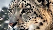 Tiger Stripes Are Hidden on Their Skin! 🐅 | Amazing Wildlife Fact
