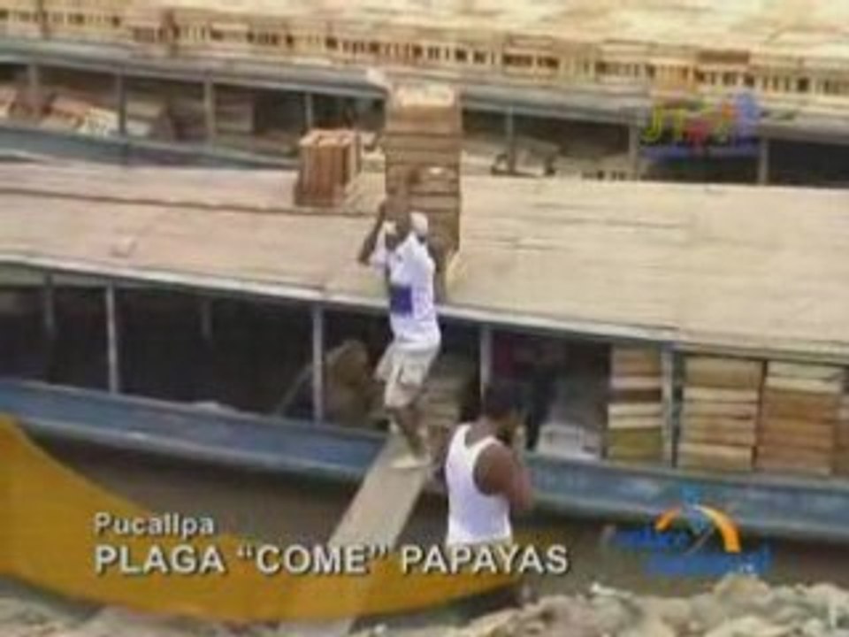 PLAGA “COME” PAPAYAS - PUCALLPA