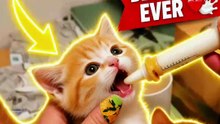 This Tiny Kitten Was SO Hungry 😂🐱🍼 | Cutest Feeding Moment