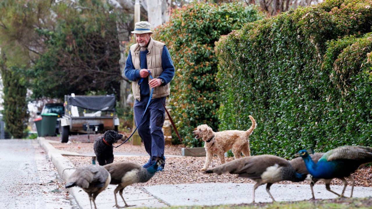 Peacocks - pest or plus for Canberra?