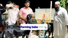 नज़ीर ख़ान लाया तूफ़ानी क्वालिटी बकरे 😱 तहलका मचा दिया | Top Quality Goats @farmingbaba #goatfarming