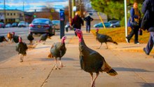 U.S. states with over half a million wild turkeys