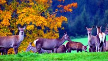 Biches en Forêt _ Nature et Sérénité pour Relaxation