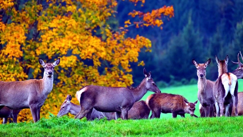 Biches en Forêt _ Nature et Sérénité pour Relaxation