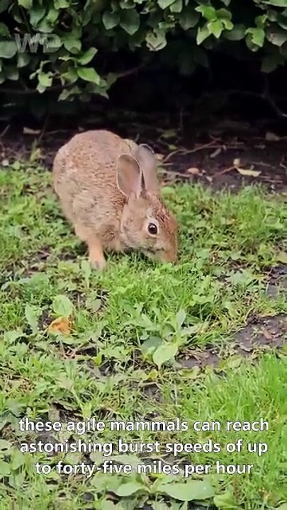 Rabbits: small size, incredible speed. 🐇💨 #Rabbit #WildlifeVideo #Nature #AnimalFacts #NatureLovers