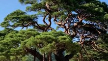 Why Are Wildfires So Common in Korea?