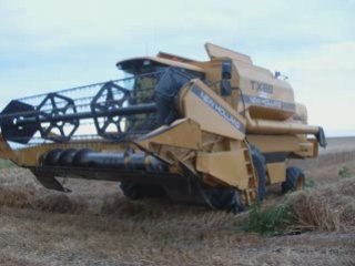 Moison blé dur 2008