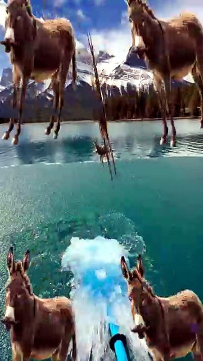 SpinningMule - #funnyanimals #pets #fyp #SpinningMule