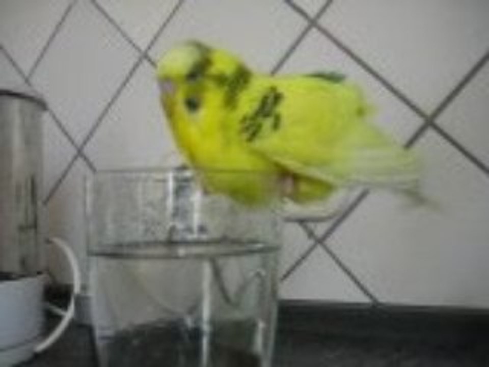 Wellensittich auf dem  glas