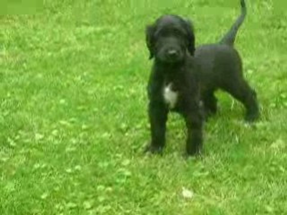 Adshanta Escada Elite 6 Wochen