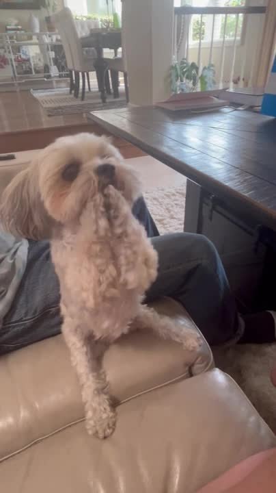 Dog Stands on Hind Legs and Claps Paws While Begging for Food