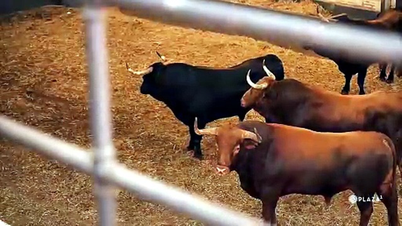 Los toros de Pedraza de Yeltes para este jueves...