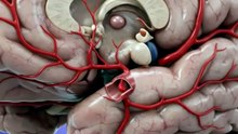 ❤️⚠️ YOUR HEART COULD BE BEATING IRREGULARLY… AND YOU MAY NOT EVEN FEEL IT. 👀