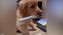 Goldens Have No Idea How Funny They Are 😂 Funniest Dog Videos