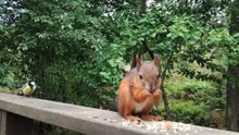 Cute Red Squirrel Eating on Deck with Bird Sounds 🐿️