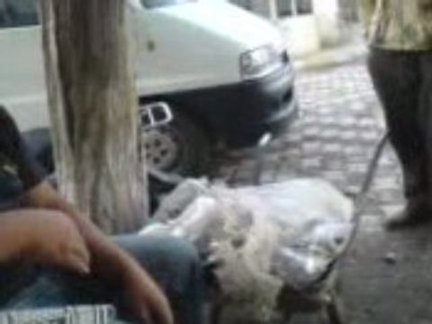 Bu adamlar ne yapıyor