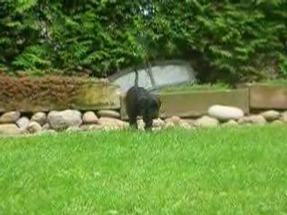 Adshanta Escada Elite 6 weeks