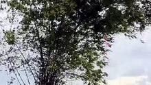Gió To Con Diều Sáo Khổng Lòi Gãy Càng Trên Không Trung Cấm Đầu Xuống Ruộng