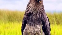 1 minuto animal - parece mentira... #animais #curiosidades