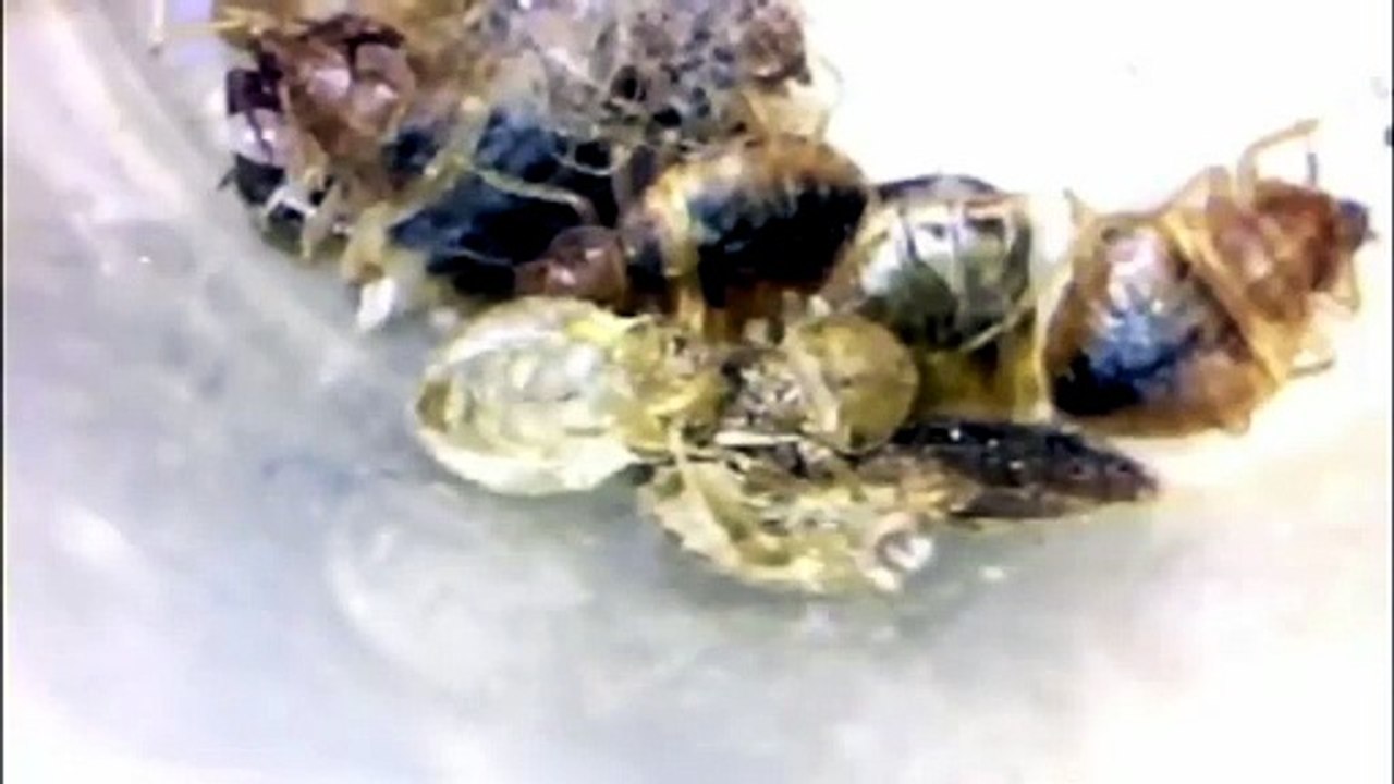 how long can bed bugs live in an empty house