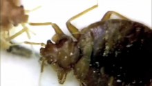 how long do bed bugs live on clothes
