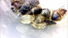 what kills bed bugs instantly and permanently