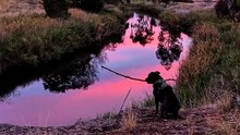 Dog Has To Stop And Contemplate Life During Every Walk