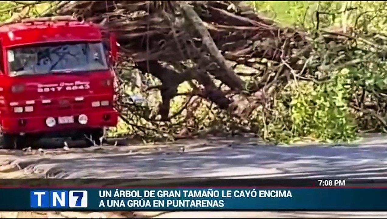 tn7-enorme-árbol-cae-sobre-grúa-y-por-poco-ca...
