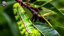 Why Should You Never Touch This Beautiful Caterpillar?
