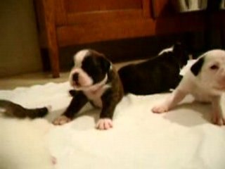 Vidéo 15 jours bb blue