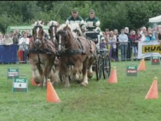 Palm Paarden Duiven 2008