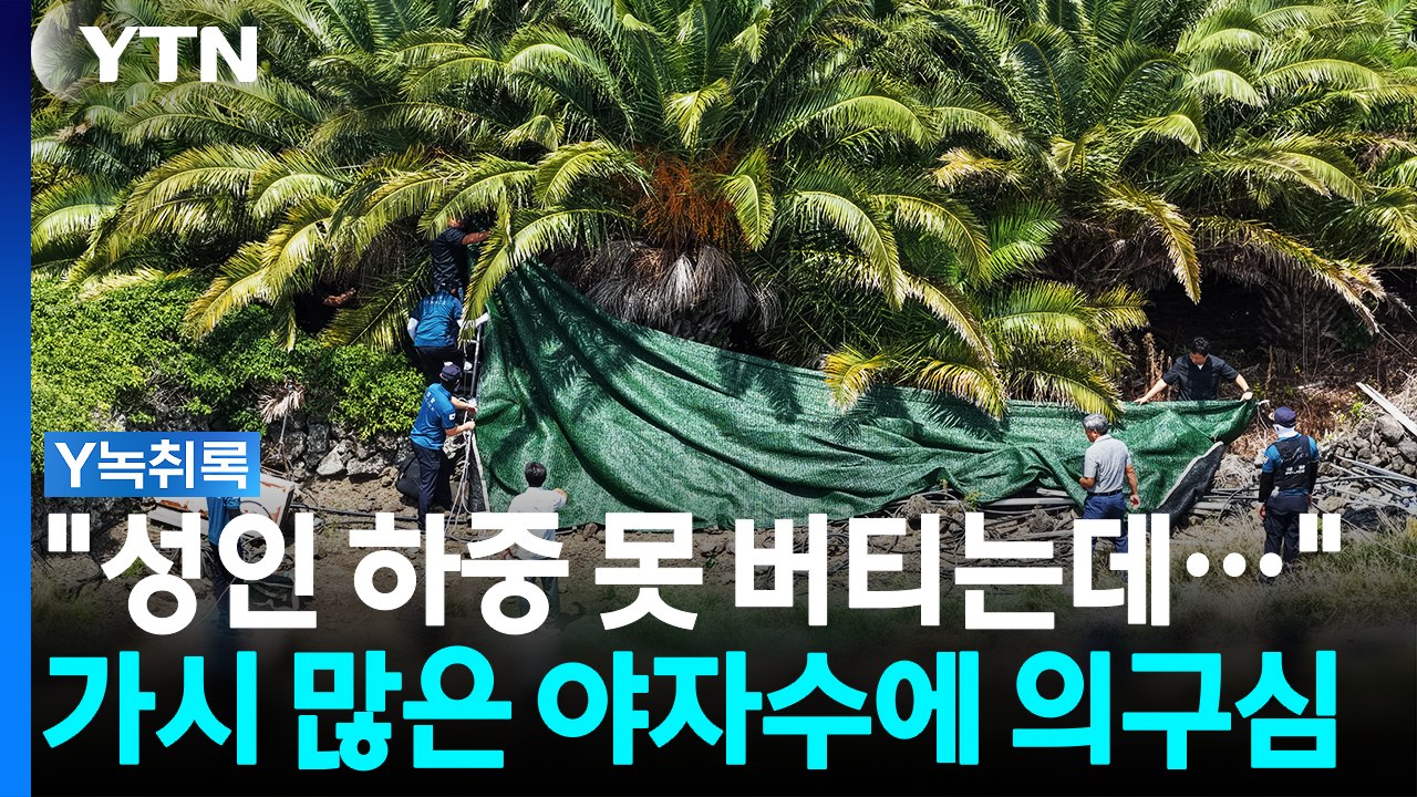 "매달리기 어려운 야자수"...배제된 '타살 가능성'에 의구심 [Y녹취록] / YTN