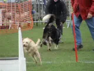 flyball INGRE 2008