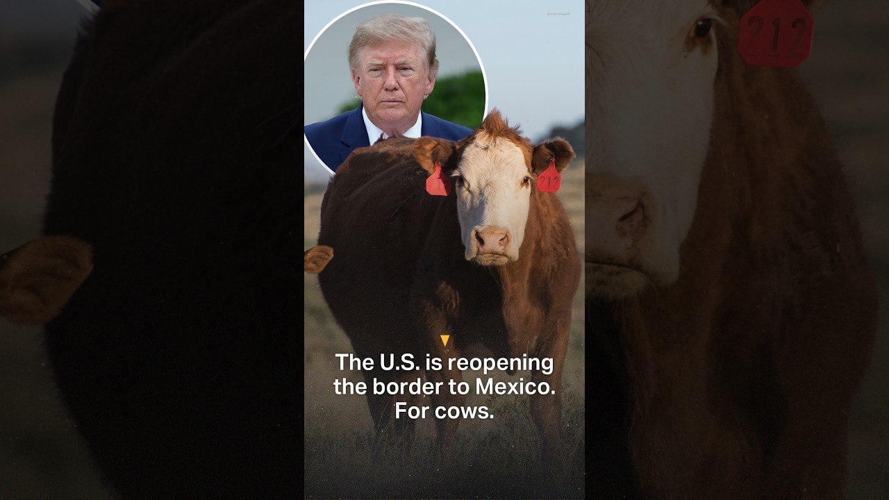 The US is reopening the border to Mexico. To cows.