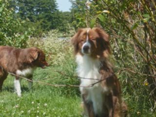 Vidéo gag spécial chien