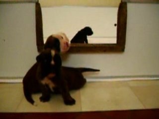 Vidéo l'échappée de la caisse le 21 juillet