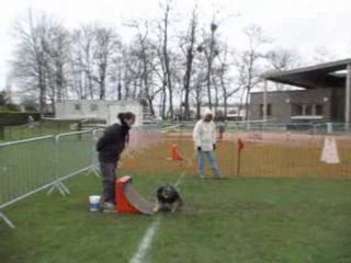 flyball INGRE 2008