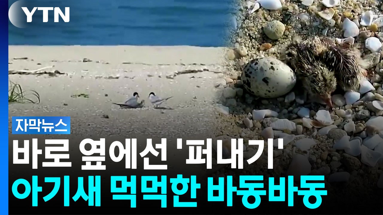 보금자리 겨우 찾았는데...또 위기 [자막뉴스] / YTN