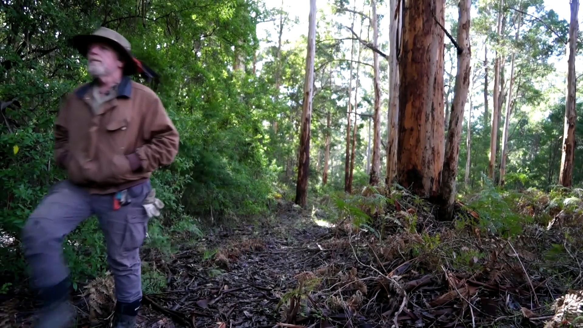 Scrutiny over WA government's decision to 'eco-thin' landmark South West forests