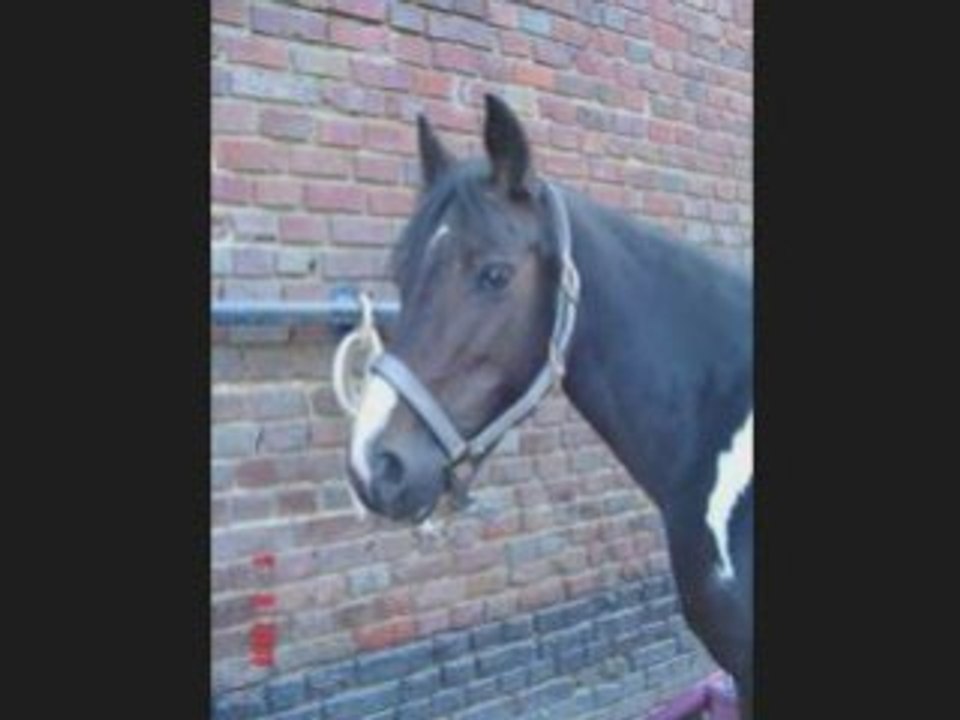 Chevaux du manege_0001