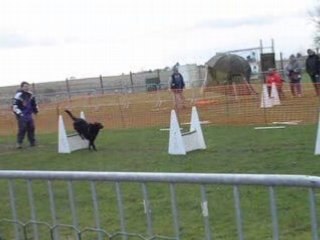flyball INGRE 2008